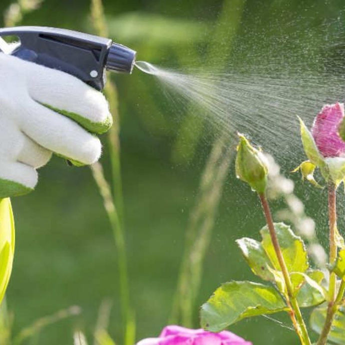 Protege tus pequeñas plantas con insecticidas orgánicos