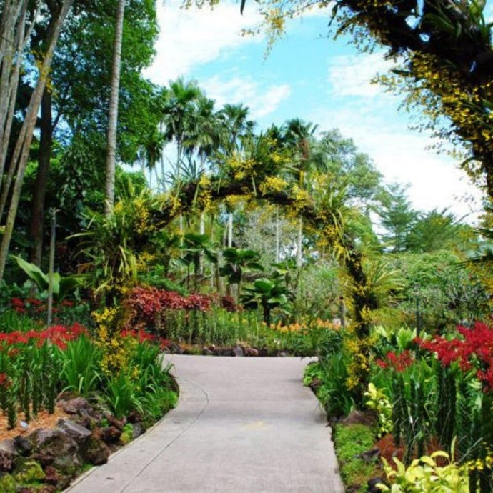 ¿Qué son los jardines botánicos?