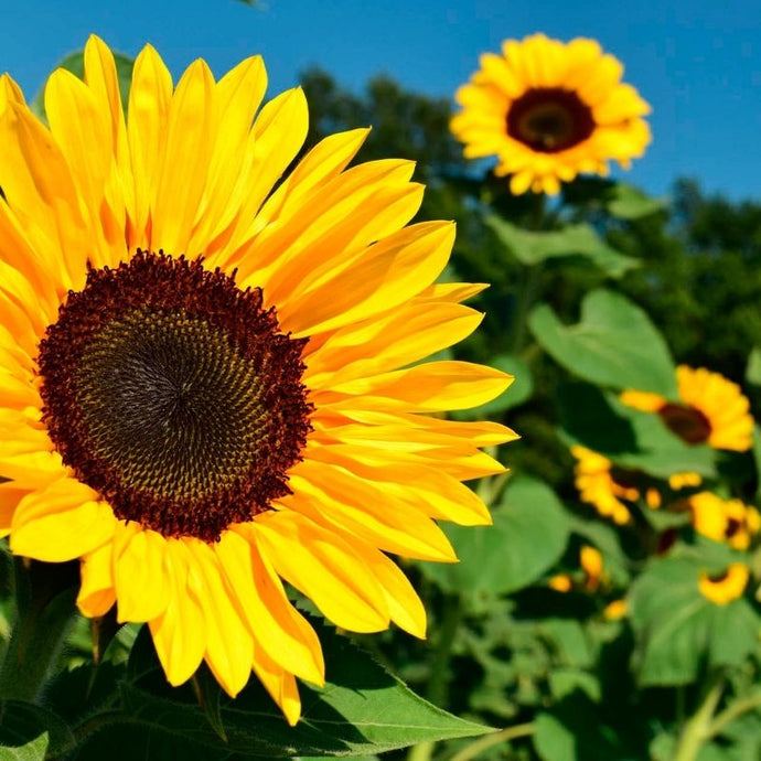 Todo lo que siempre quisiste saber acerca de la planta de girasol