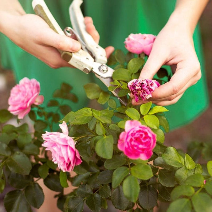 5 Flores ideales para jardines verticales