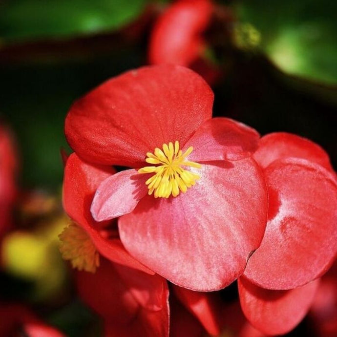 5 Plantas de interior con flores todo el año