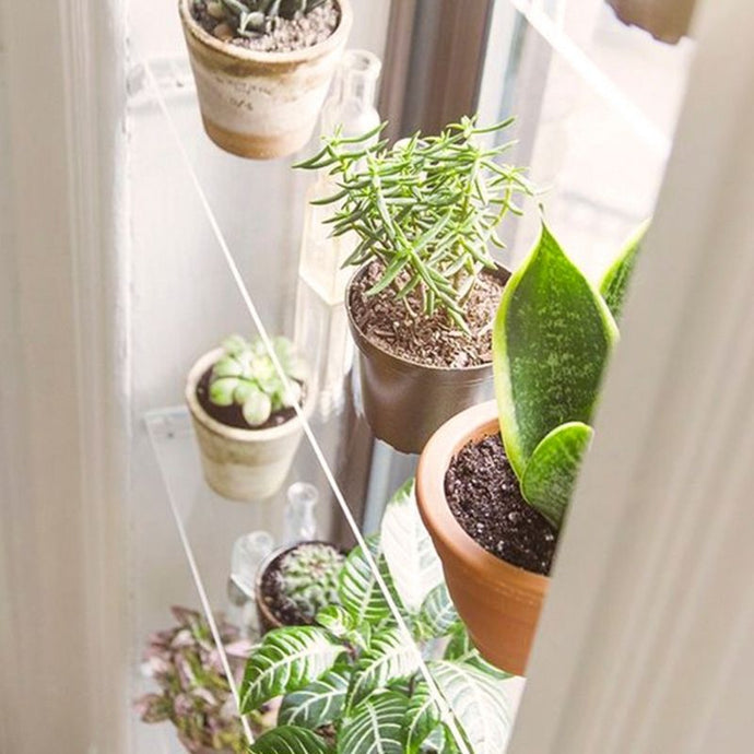 5 plantas desérticas ideales para interiores