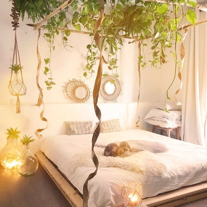 5 plantas para dormir que no deben faltar en tu habitación