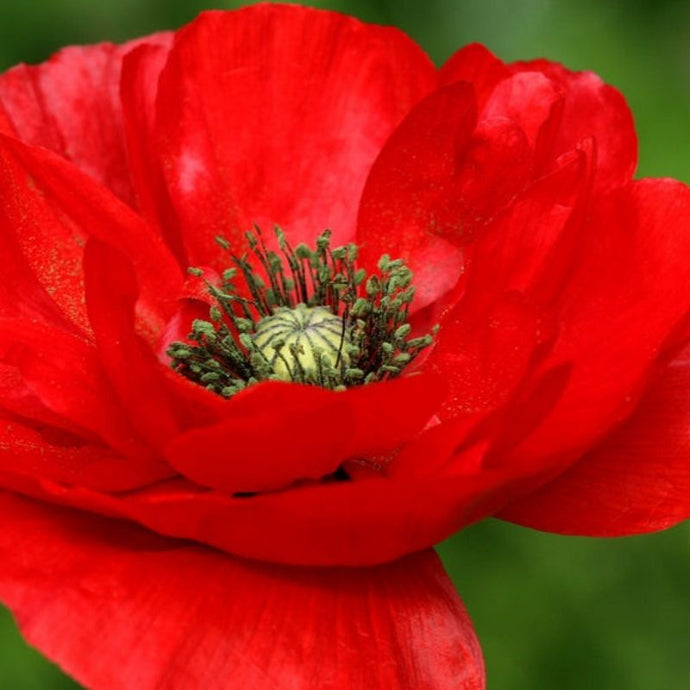 7 Flores de primavera que alegrarán tu vista los próximos meses