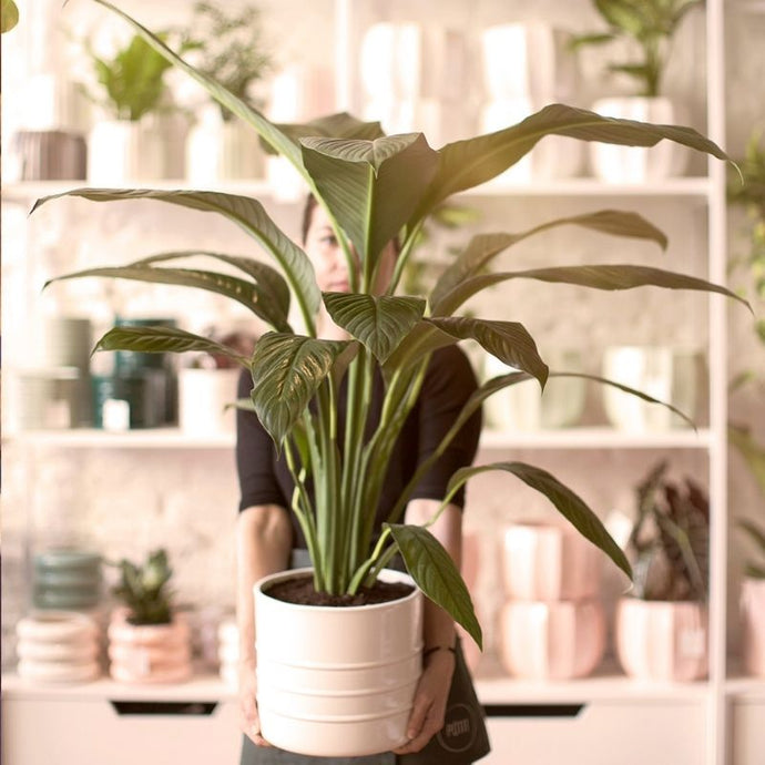 7 razones para tener plantas en casa