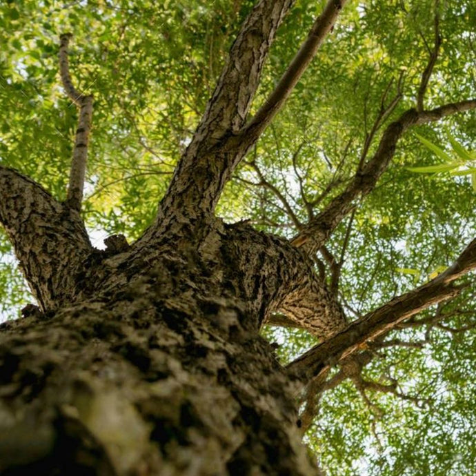 7 señales de que la Primavera está cerca