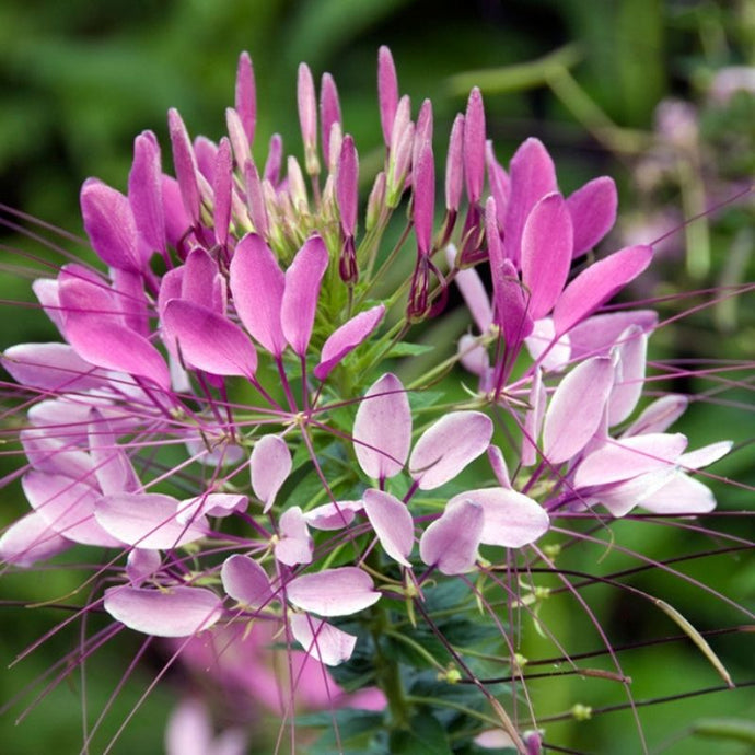 7 tipos de flores resistentes al calor