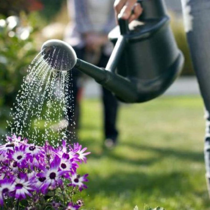 8 claves para proteger las plantas del calor