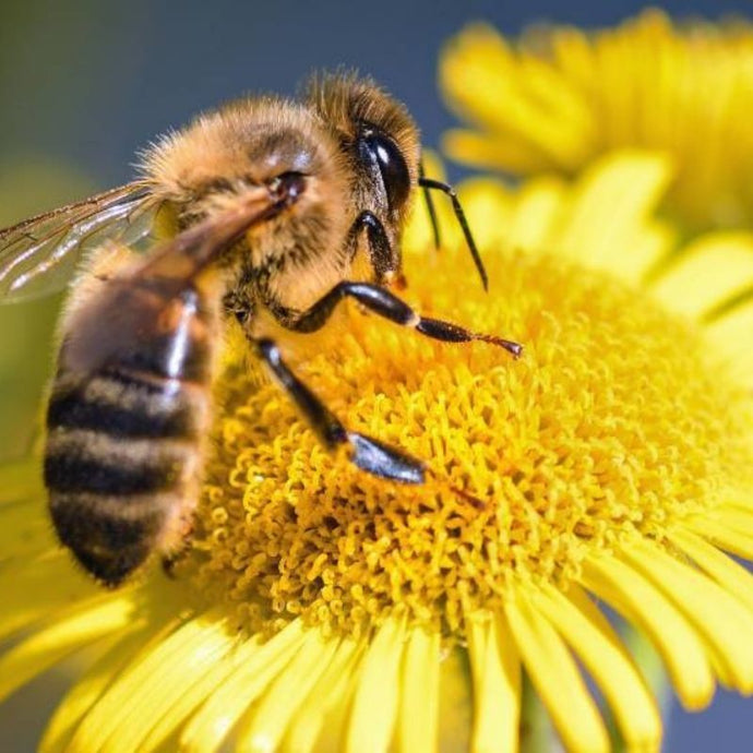 8 Insectos beneficiosos para las plantas de tu jardín