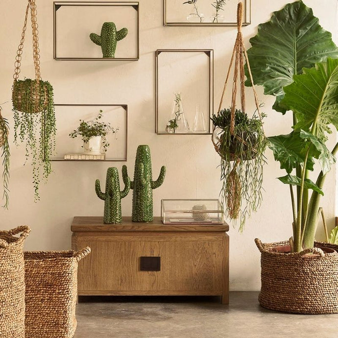 8 motivos que te convencerán de tener plantas de interior