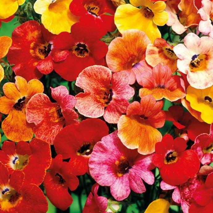 10 flores especiales para decorar en esta temporada de verano