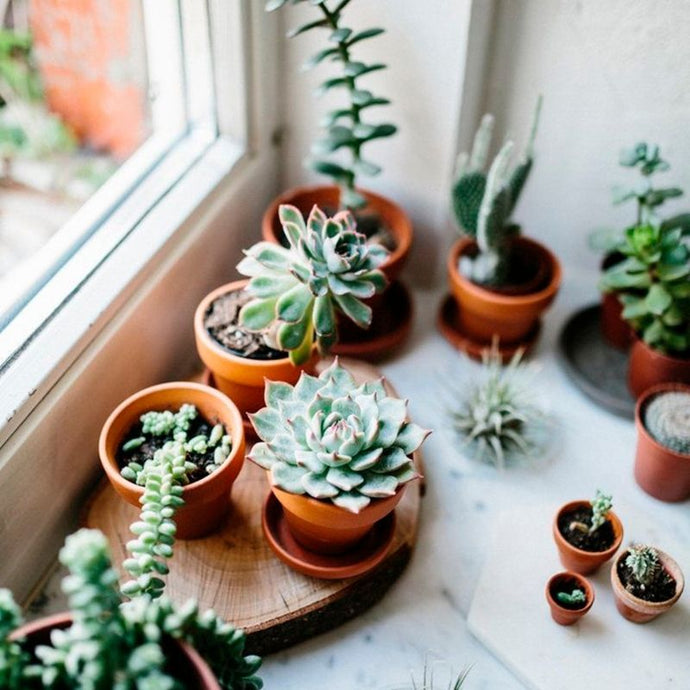 10 plantas de interior que disfrutan del exterior