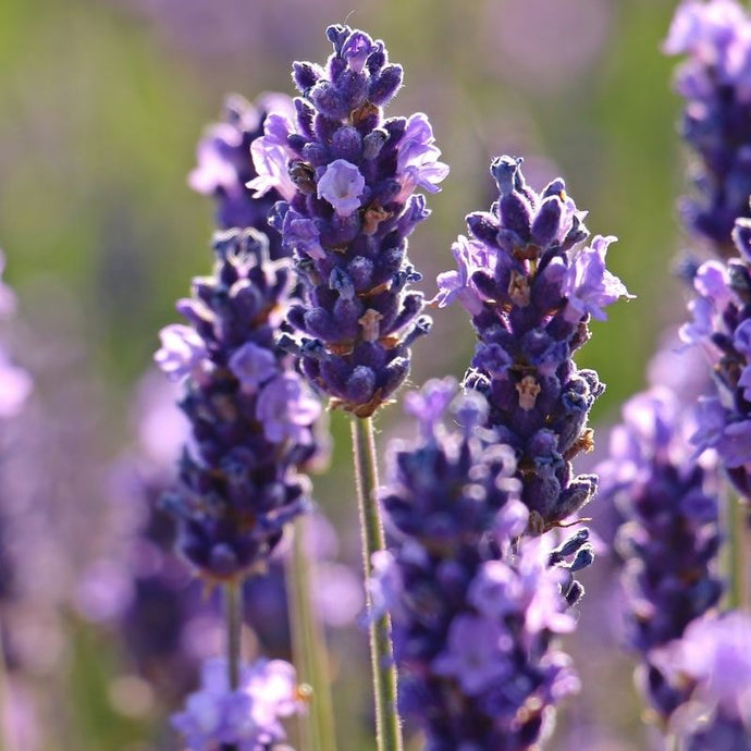 16 Cosas que no sabías de la planta de lavanda