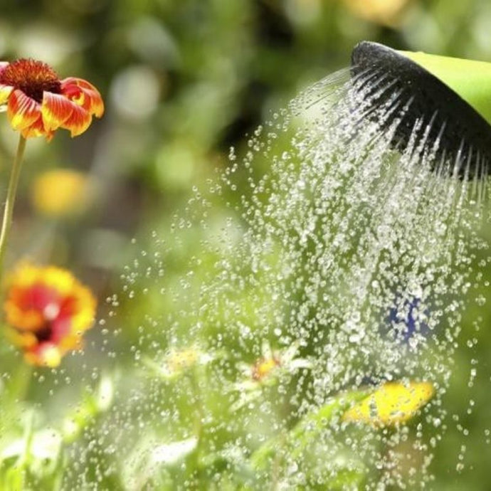 A qué hora regar las plantas de tu jardín vertical